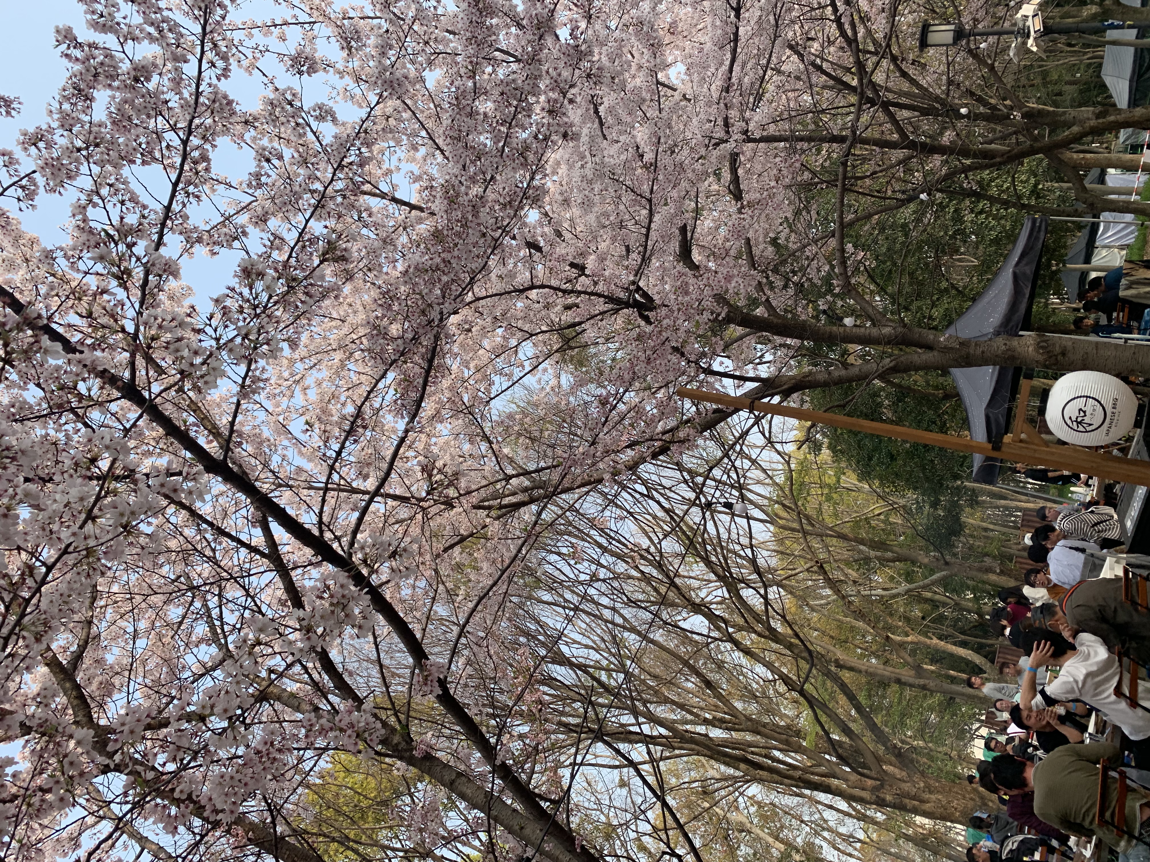 お花見🌸川尻