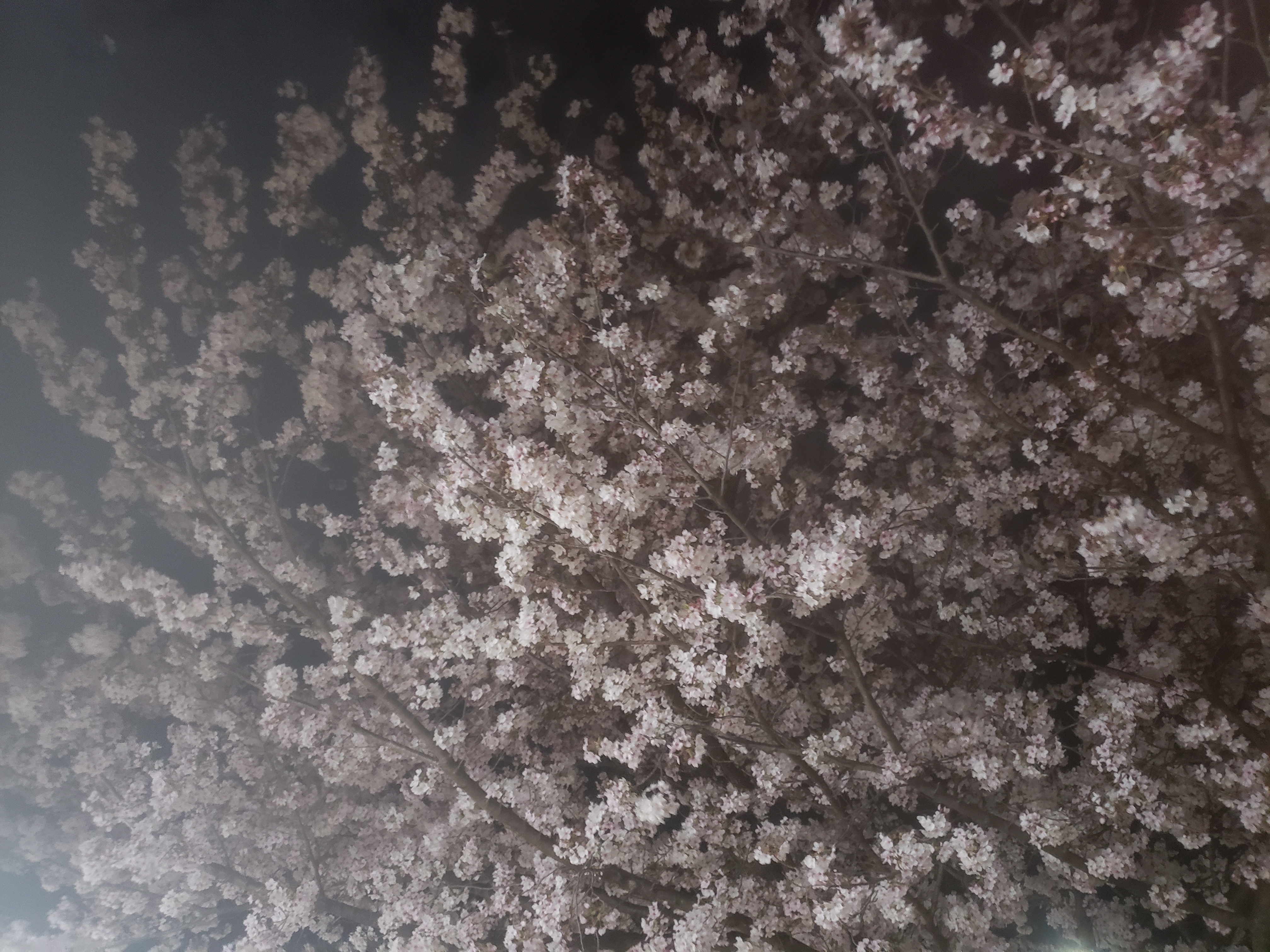 夜桜🌸山根