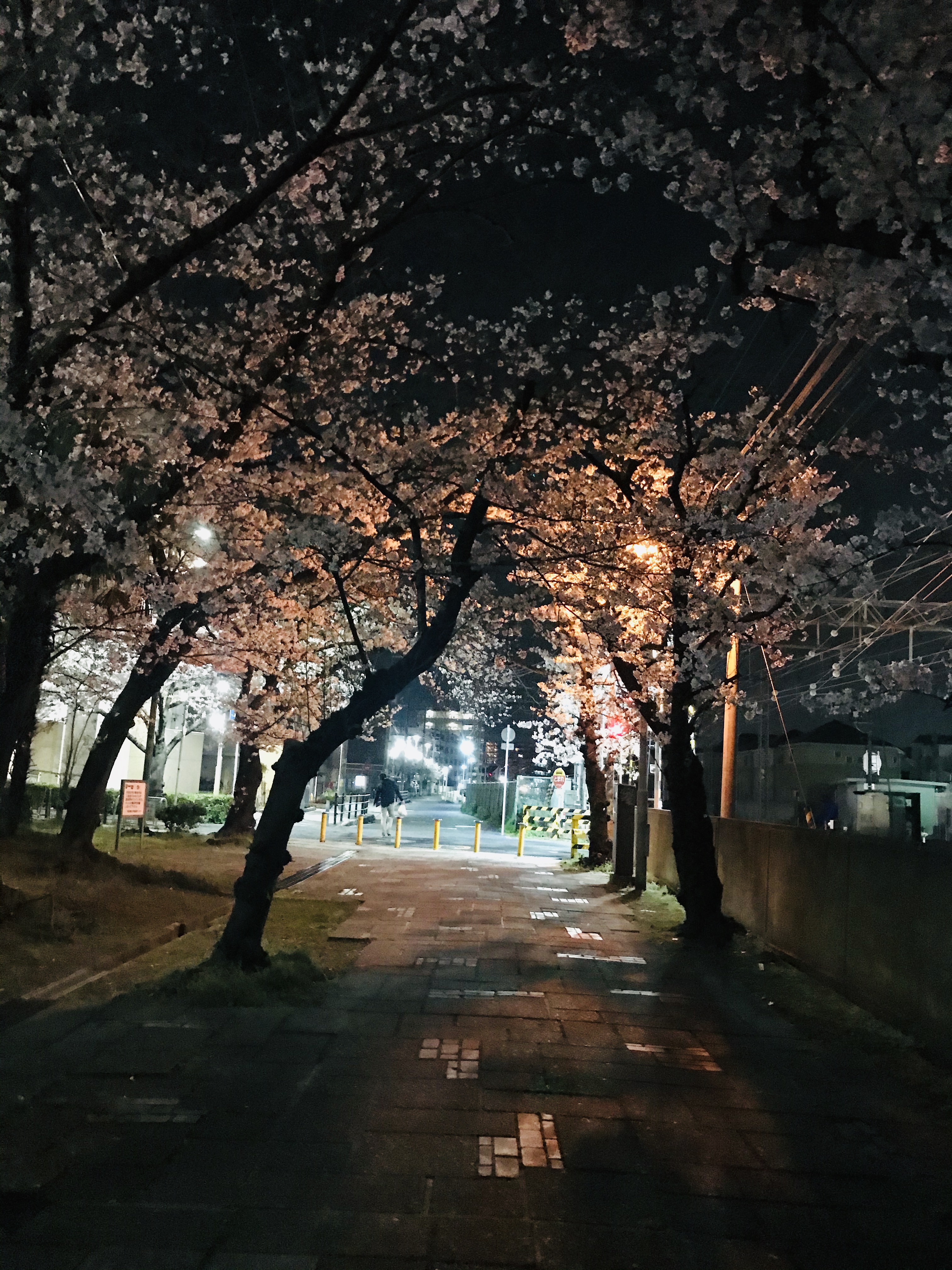桜の木🌸宇野