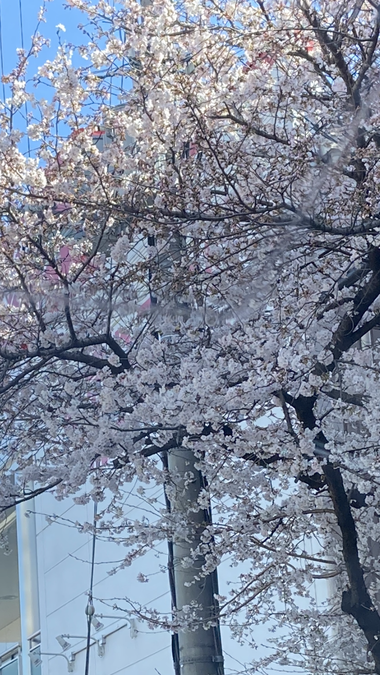 桜🌸木谷